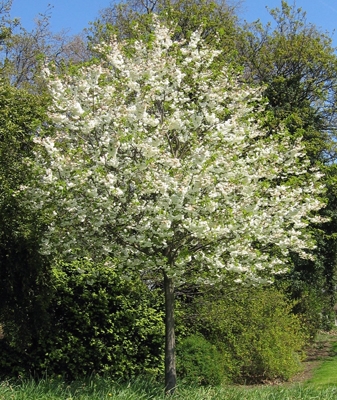 trees h/rows shrubs