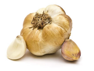 garlic 