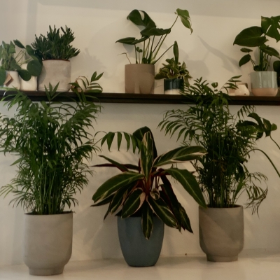 house plants